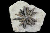Jurassic Fossil Urchin (Reboulicidaris) - Amellago, Morocco #77233-1